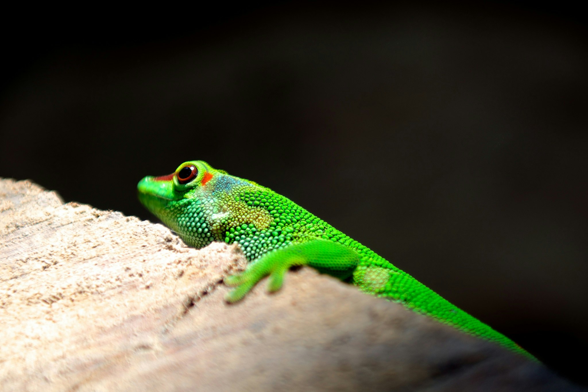 selective focus photography of lizard